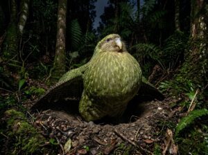 kakapo